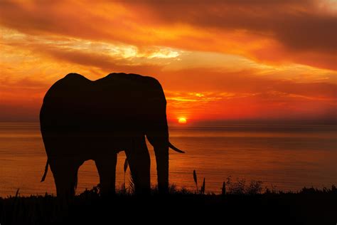 Elephant Sunset Silhouette Free Stock Photo Public Domain Pictures