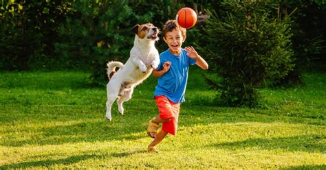 Canine Entertainment Benefits And Types Of Pet Games Chronicle