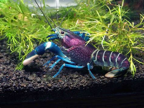 Aquatic Arts 1 Live Thunderbolt Crayfishfreshwater Lobster Cherax