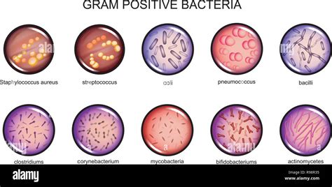 Vector Illustration Of Gram Positive Bacteria Microbiology