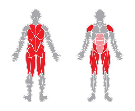 The number of bones in the human body actually varies from person to person. Total Body Dumbbell Workout | JLFITNESSMIAMI