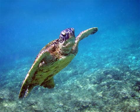 Filegreen Turtle In Kona 2008 Wikipedia The Free Encyclopedia