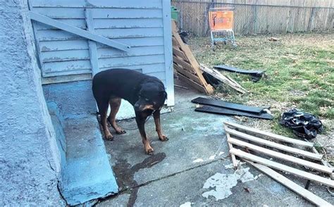 Dog Chained Up And Abandoned With No Food Or Water For 3 Freezing Days