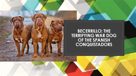 Becerrillo The Terrifying War Dog Of The Spanish Conquistadors By