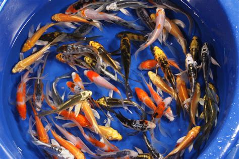 Butterfly Koi Hydrosphere The Koi Pond Experts