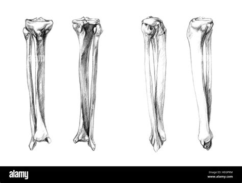 Bones Of Leg Fibula Tibia Hand Drawn Medical Illustration Drawing