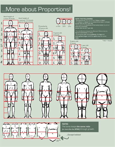 Proportions Guide Drawing References And Reso