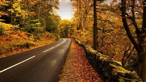Download Wallpaper 1920x1080 Road Roadside Autumn Leaves