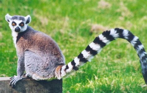 Få de seneste nyheder og bedste historier. Cryptomundo » Calabasas "Lemur" Spotting