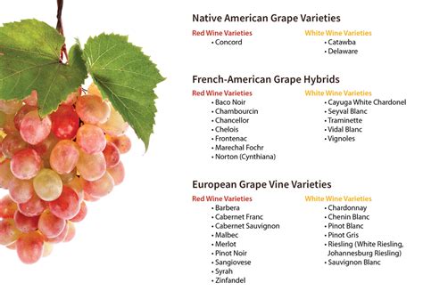 Safergros Homegrown Wine Grapes Guide