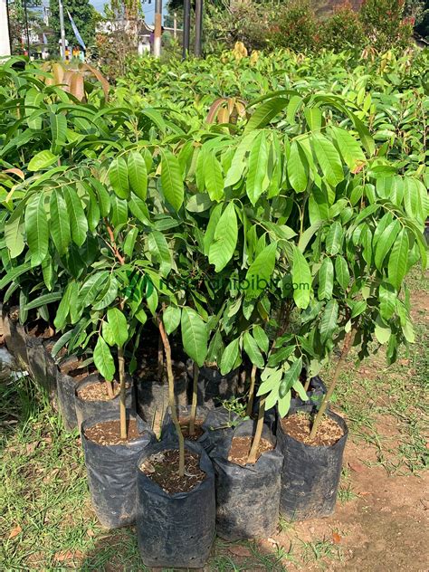 Bibit Kelengkeng - mastanibibit.com