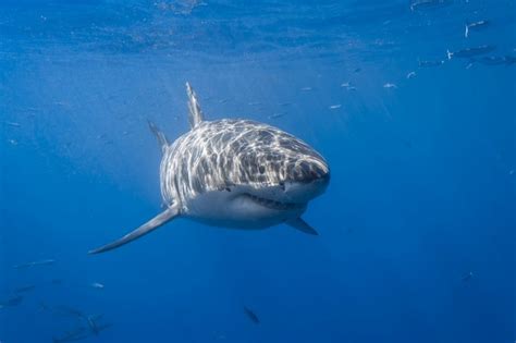 1086274 Animals Sea Shark Fish Underwater Great White Shark