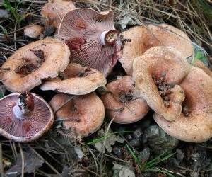 We did not find results for: Funghi rositi (lactarius deliciosus), dove e quando ...
