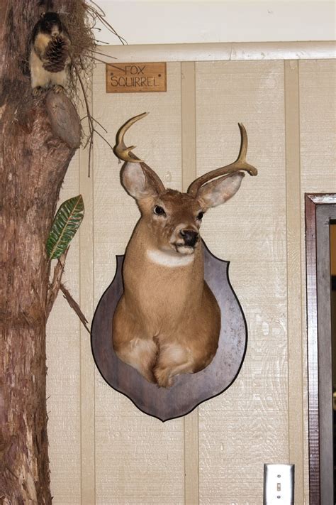 Taxidermy Deer 1 Free Stock Photo - Public Domain Pictures