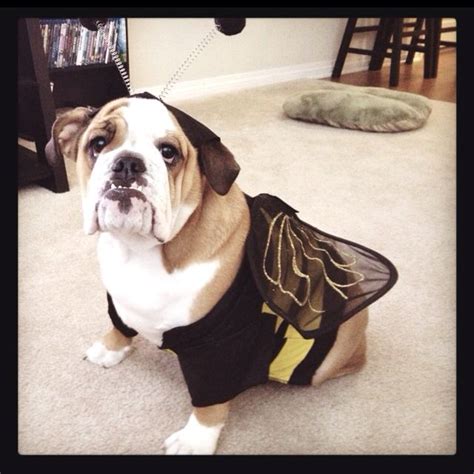 Bulldogs were created for the english sport of bull baiting, practiced from approximately 1100 until 1835. Our English Bulldog Halloween costume :) | Bulldog ...