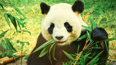 Panda Eating Bamboo 17599192 Stock Photo At Vecteezy