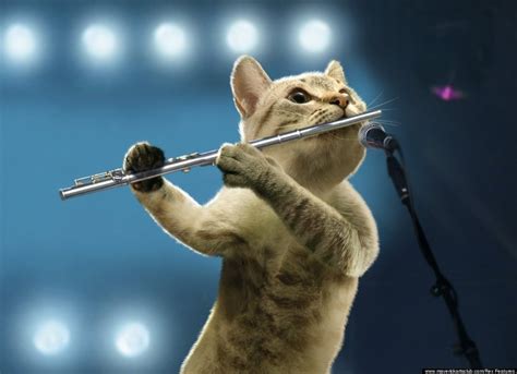 29 Best Musical Cats Images On Pinterest Funny Animals Kitty Cats