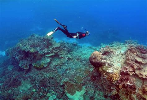 Nasas Nemo Net Game Allows Player To Help Map Endangered Coral Reefs