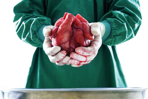 Un Donante De órganos Puede Salvar 8 Vidas Uno De Tejidos Hasta 75