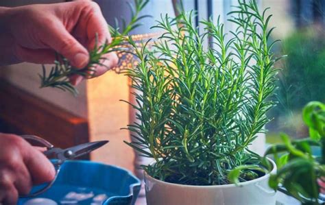 How To Grow Rosemary From Cuttings In Water Slick Garden