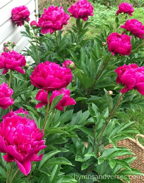 Tips For Growing Peonies Planting Peonies Growing Peonies Flower