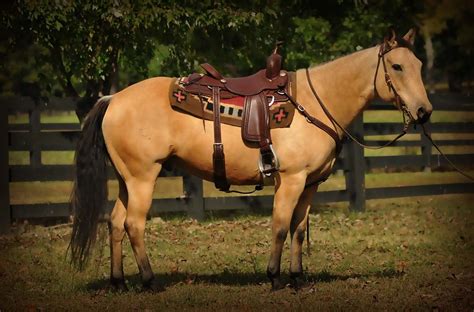 Search by region county for horses and ponies for sale or loan. 005-Tanner-Buckskin-quarter-horse-gelding-for-sale.jpg (1175×775) | # HORSE'S # | Pinterest | Horse