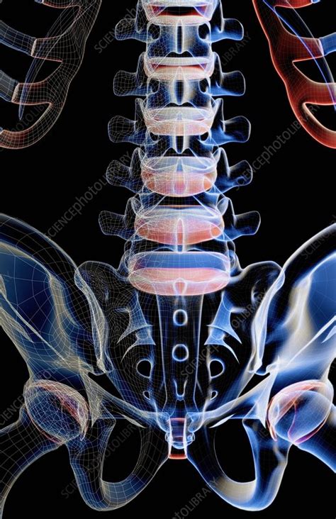The Bones Of The Lower Back Stock Image F0019744 Science Photo