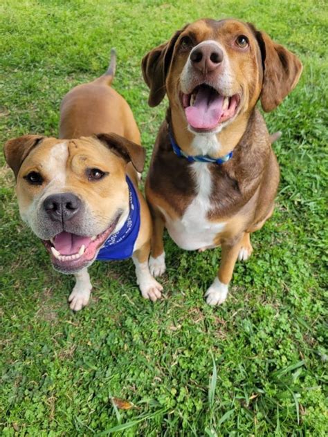 Dog For Adoption Buffy And Toby Bonded Pair A Beagle And Pit Bull