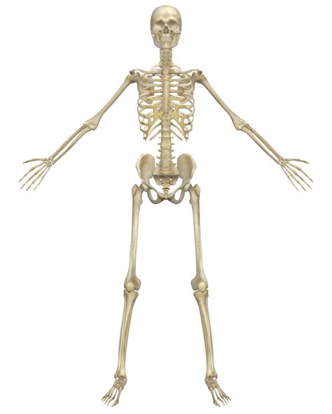 It is made up of bones. An Introduction to the Skeletal System: Bones and ...