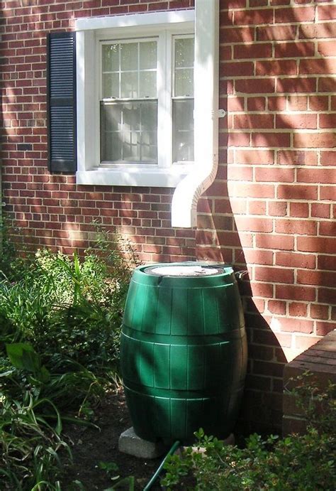 Keeping this in mind do cacti grow from seeds? Gutter downspout drainage solutions: Simple, effective ...