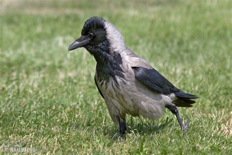 Hooded Crow Photos Hooded Crow Images Nature Wildlife Pictures