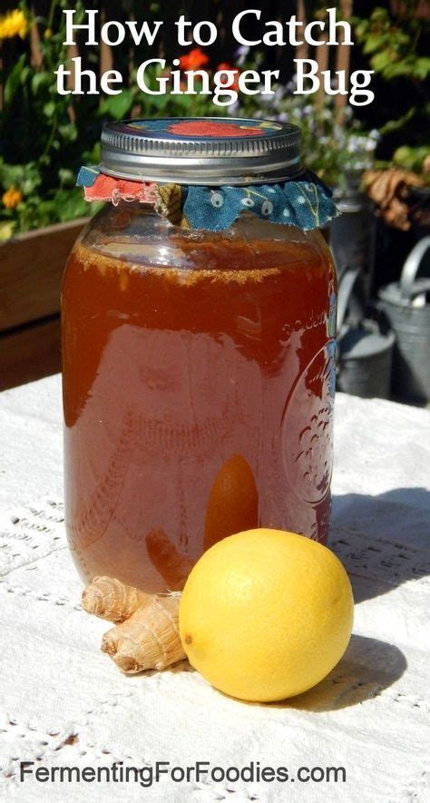 How To Make A Ginger Bug Starter Recipe Ginger Bug Homemade Soda