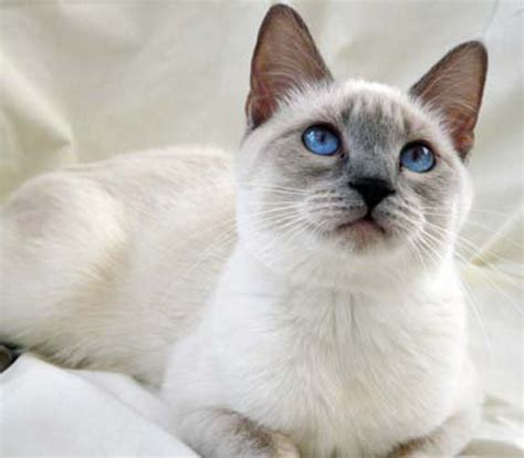 Lilac Point Siamese Cat 12 Things You Need To Know I Discerning Cat