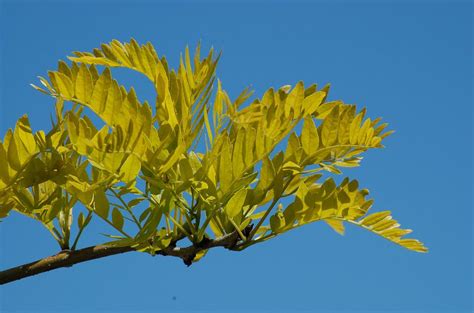 Sunburst Honey Locust Tree Care And Growing Guide