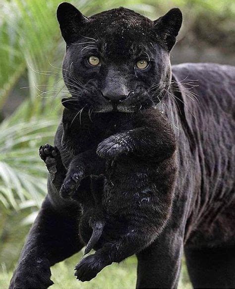 Best Baby Black Panther Cubs Animals 39 Ideas