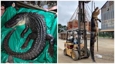 Record Breaking Nearly 14 Foot Long Alligator Killed In South Arkansas