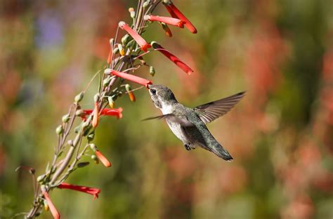 Brown And White Humming Bird Flying · Free Stock Photo