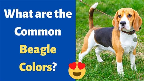 What Are The Common And Rare Colors In A Beagle Dog Beagle Colors