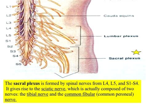 16 Spinal Cord And Spinal Nerves
