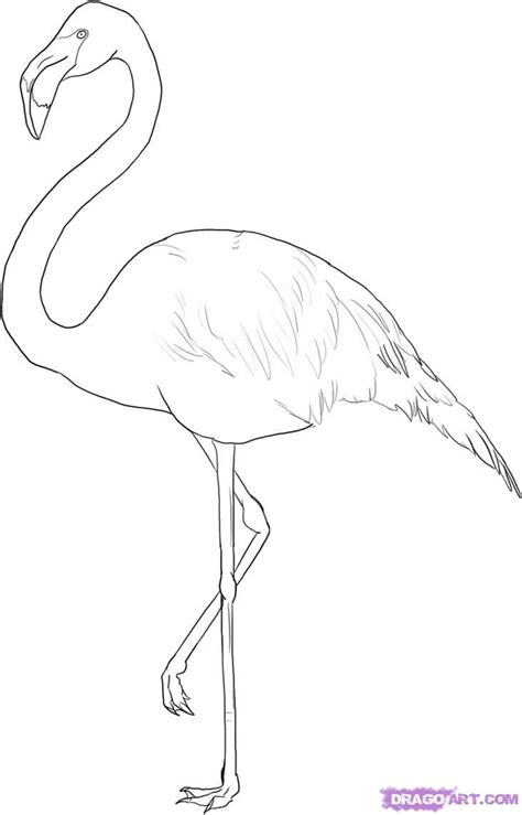 Htd A Flamingo Bird Drawings Flamingo Art Flamingo Coloring Page