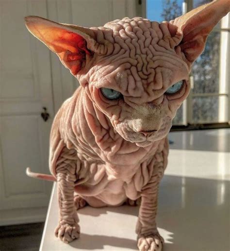Check Out These Devious Looking Hairless Wrinkly Cats Demotix