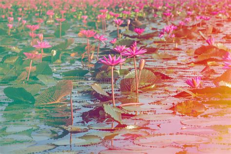 Coloful Lotus In Lake At Thale Noi Stock Image Image Of Flower Plant
