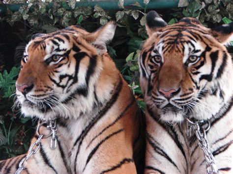 Check out our tigres uanl selection for the very best in unique or custom, handmade pieces from our sports & fitness shops. Tigres | 2 hermosos ejemplares de Tigres de Bengala ...
