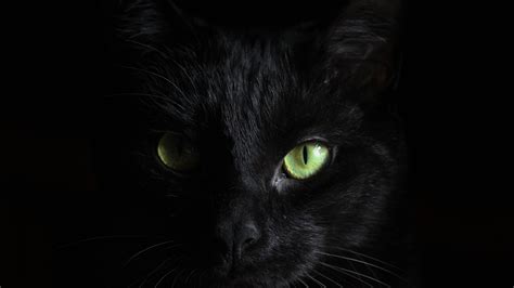 Green Eyes Black Cat Dark Theme Black Background 4k Hd Dark Theme
