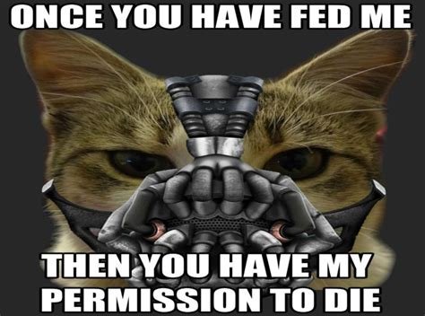 Cat Meme Quote Funny Humor Grumpy Sadic Sci Fi Dark Mask