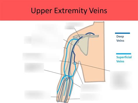 Vascular Lp3 Uev Deep And Superficial Diagram Quizlet