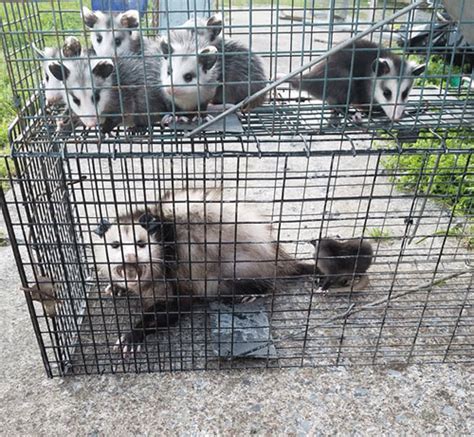 Get Rid Of Opossums Humane Wildlife Control Society