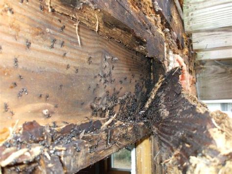 Termites Eastern Termite And Pest Services