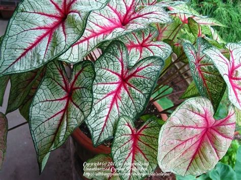 Check spelling or type a new query. Caladiums: Plant Care and Collection of Varieties - Garden.org
