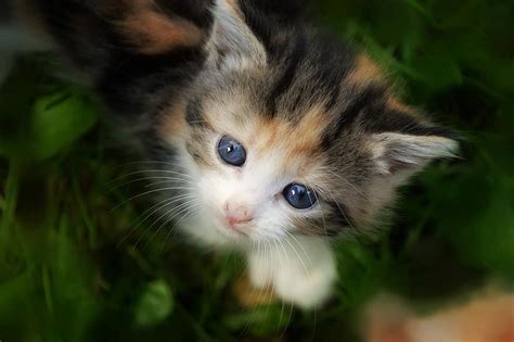 Kitten Cat Feline Cute Animals Adorable Fur Kitty Mammals
